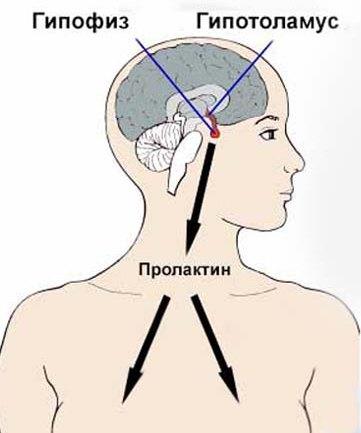 Выработка пролактина